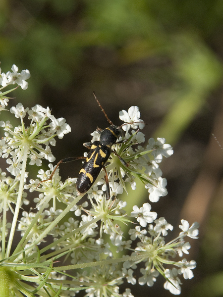 Cerambycidae