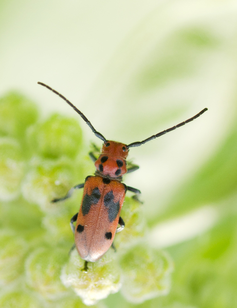 Tetraopes tetrophthalmus