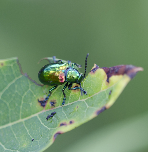 Chrysochus auratus