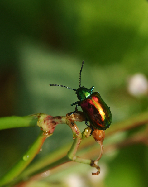 Chrysochus auratus