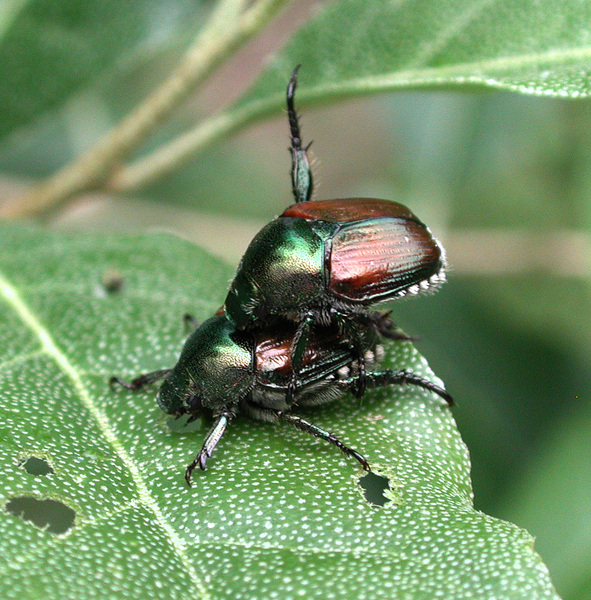 japanese_beetle