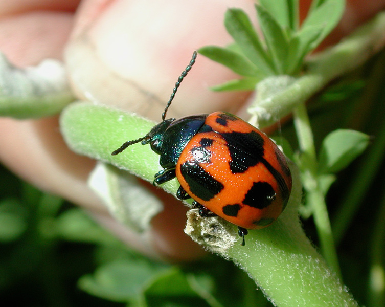 Labidomera clivicollis