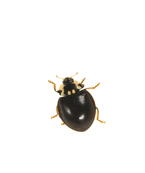 Coccinellidae