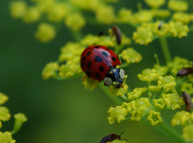 Harmonia axyridis