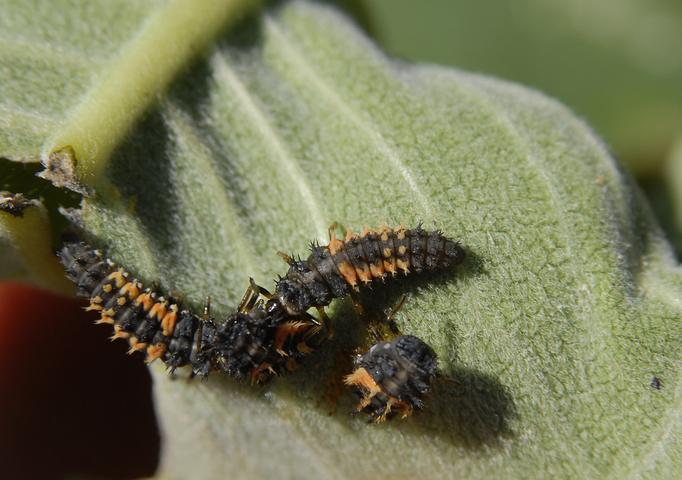 Photo of Coccinellidae