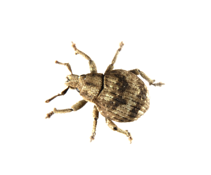 weevil0006