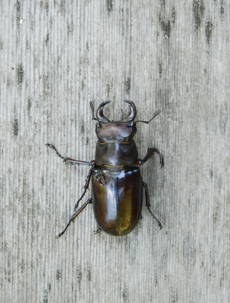 Scarabaeoidea