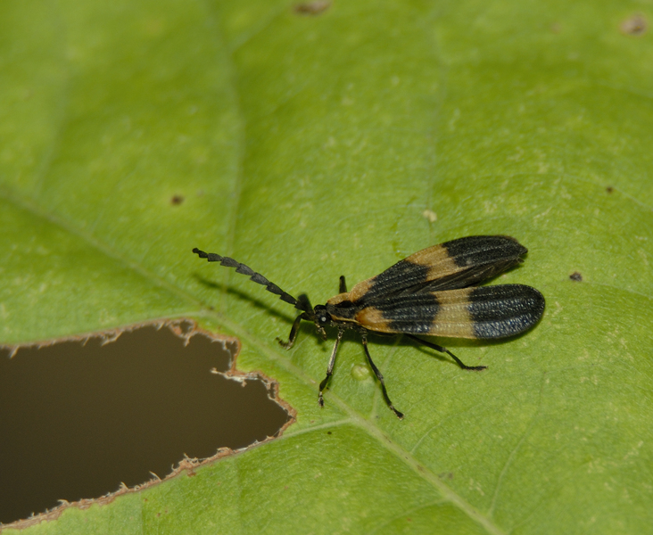 Calopteron reticulatum