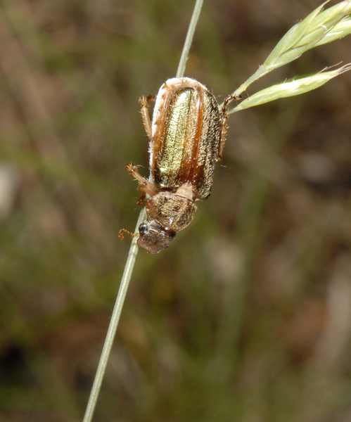 Scarabaeidae