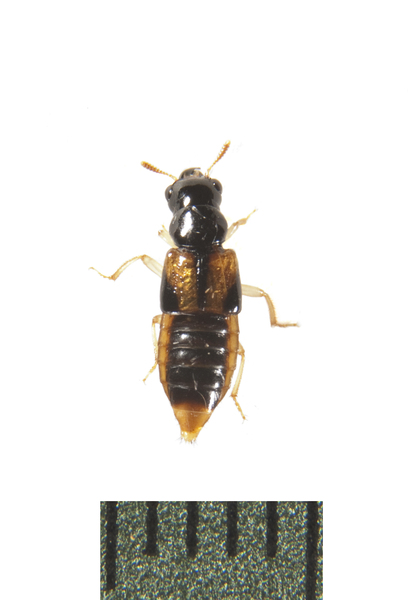 beetle3860