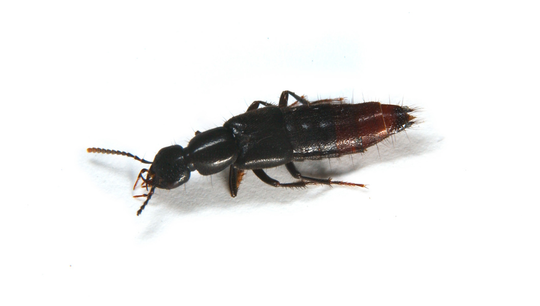 staphylinid1331