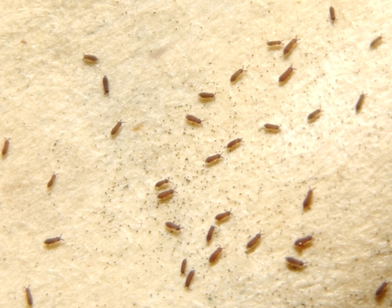 ADW: collembola1.jpg