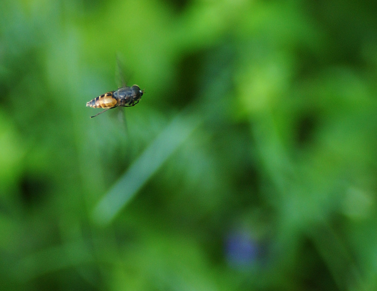 Hybomitra.Tabanidae8278