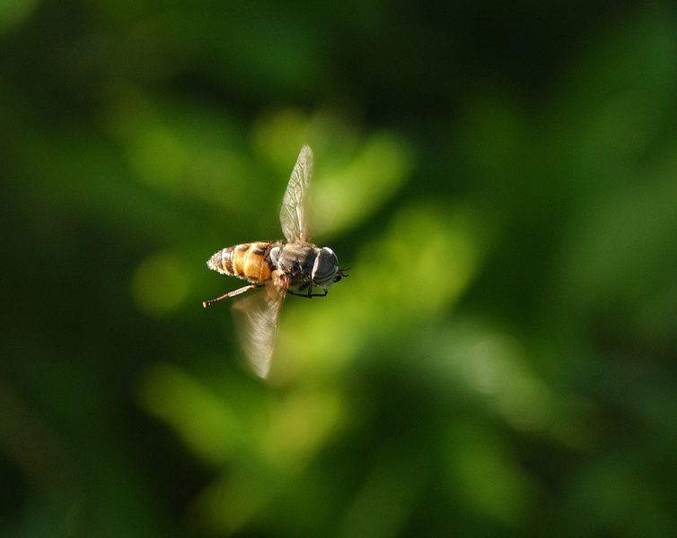 Tabanidae