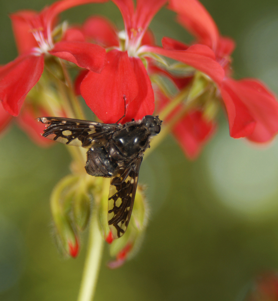 Bombyliidae