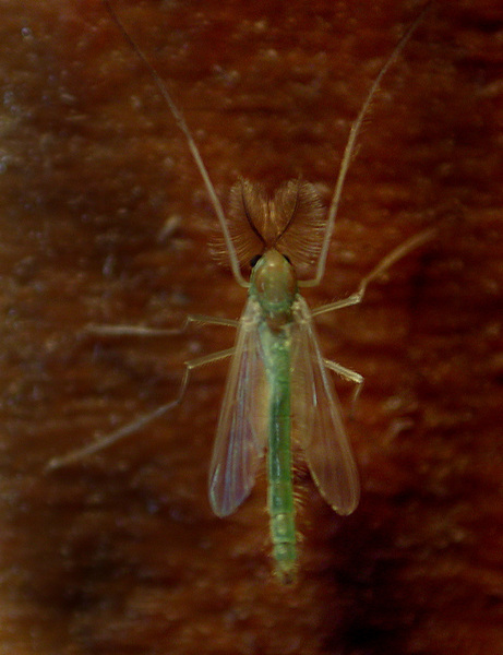 diptera