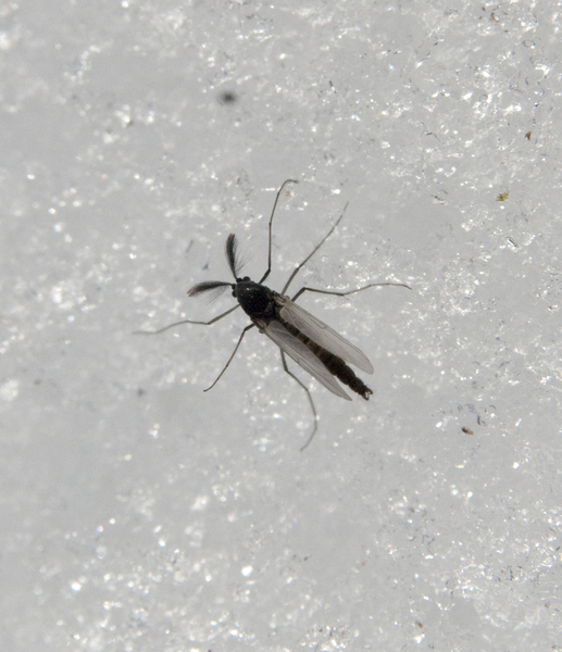 Chironomidae