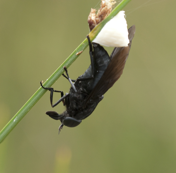 Tabanus atratus