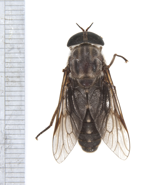 Tabanidae