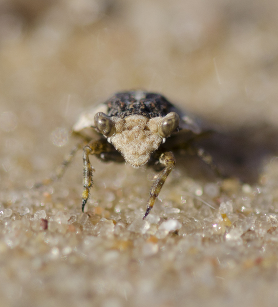 Gelastocoris oculatus