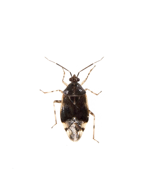 Hemiptera