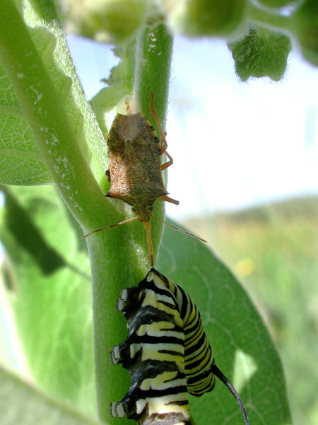 Pentatomidae