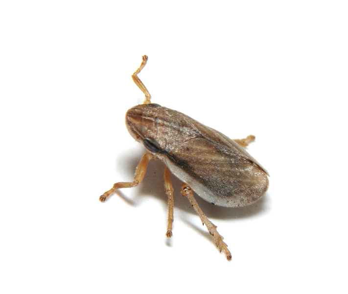 Hemiptera