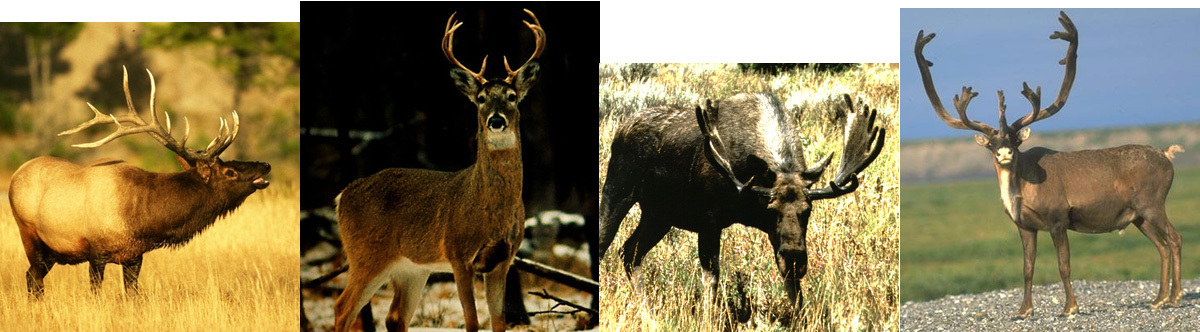 Large Caribou Antlers