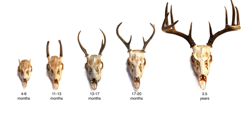 Deer Rack Size Chart