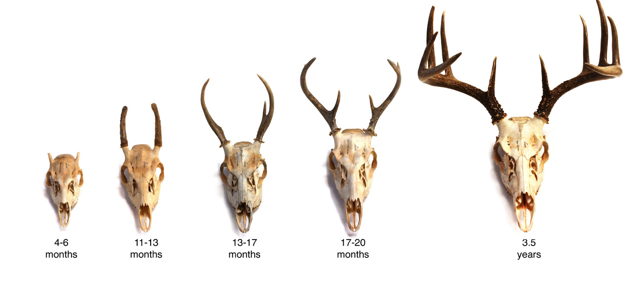 White Tailed Deer Classification Chart