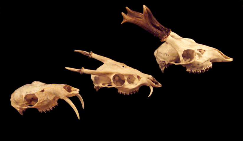 Animal Skull Identification Chart