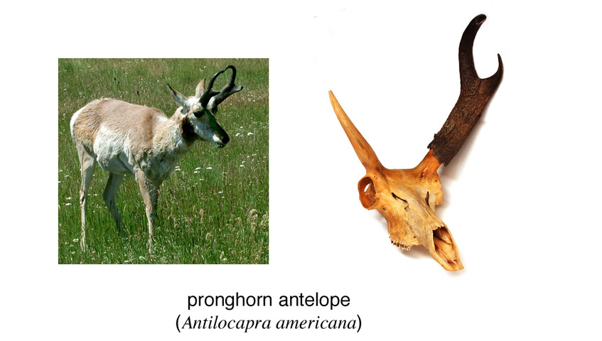 animals with antlers