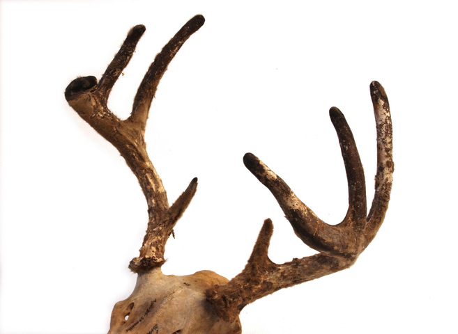 define antlers