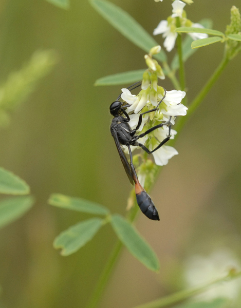 Sphecidae