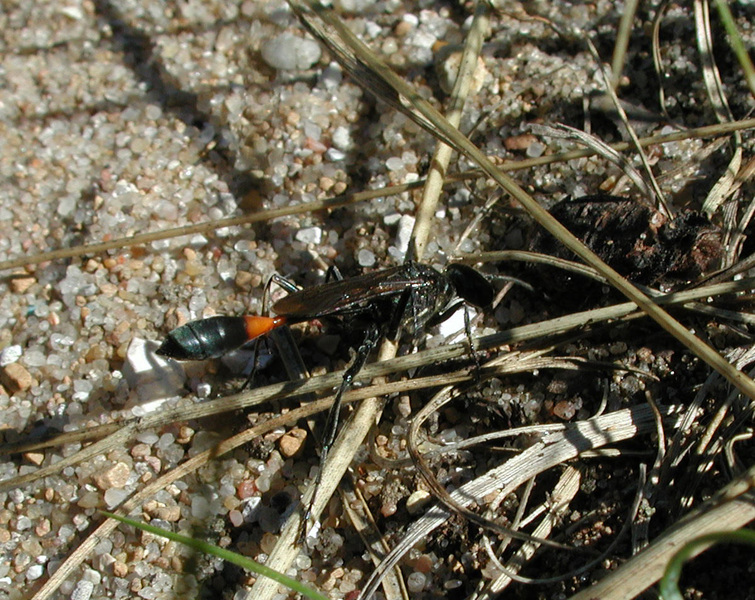 Sphecidae