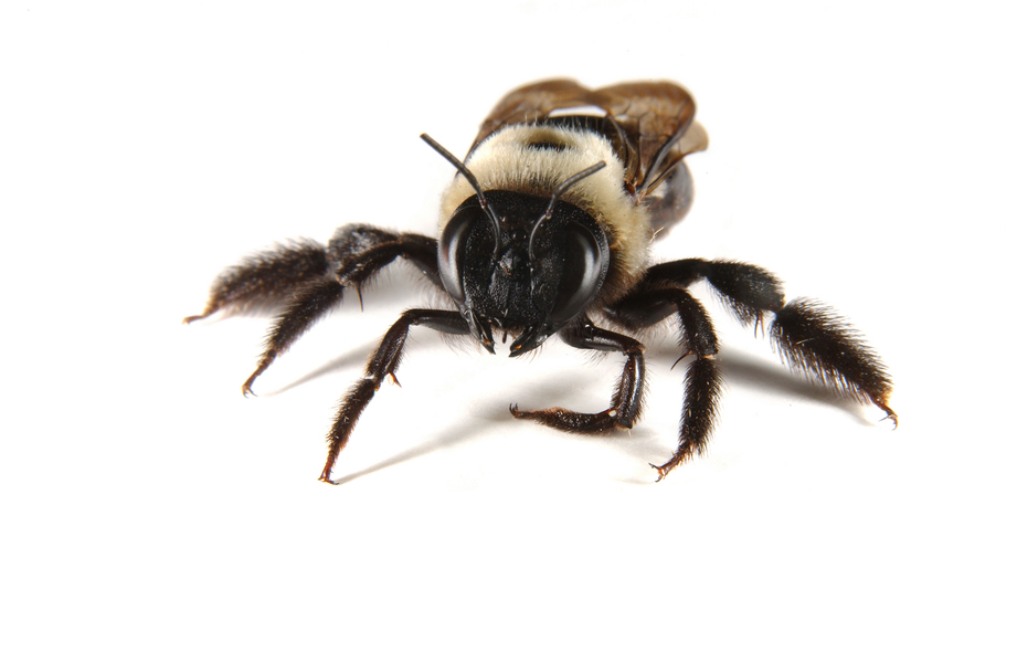 Xylocopa virginica