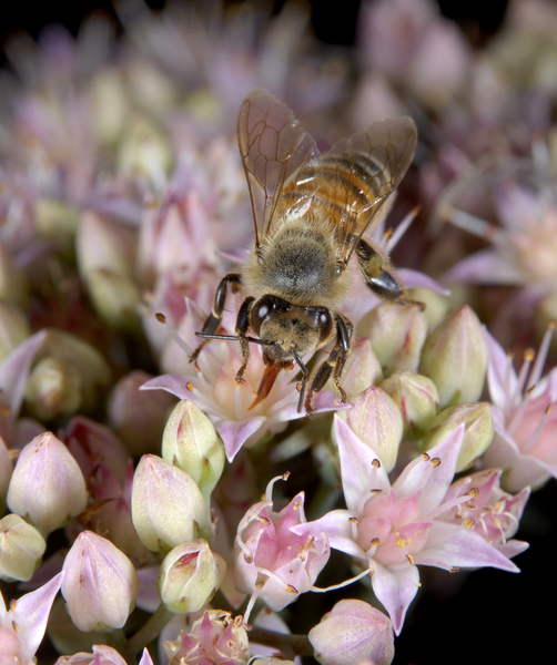 Hymenoptera