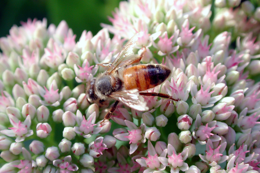 Apis mellifera