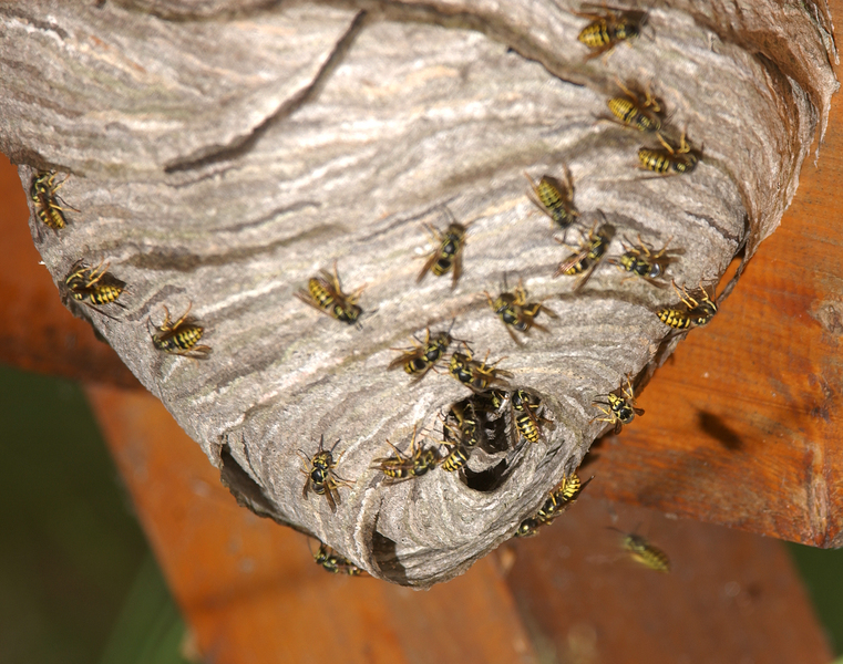 Dolichovespula