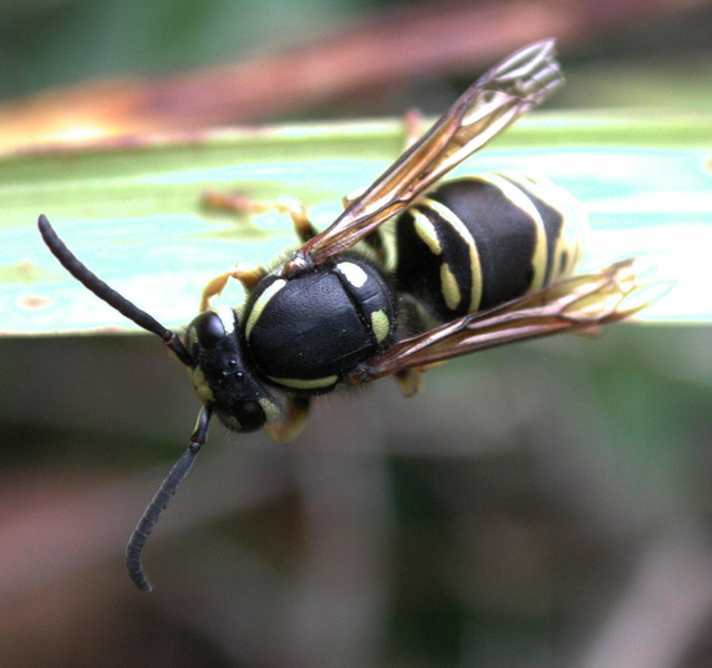 vespidae