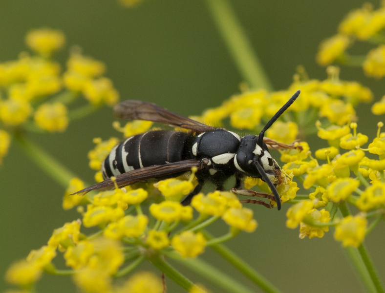 Vespidae