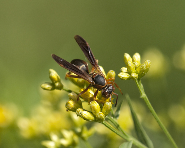 Northern Paper Wasp - Polistes fuscatus 