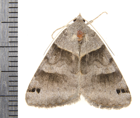 Photo of Caenurgina crassiuscula