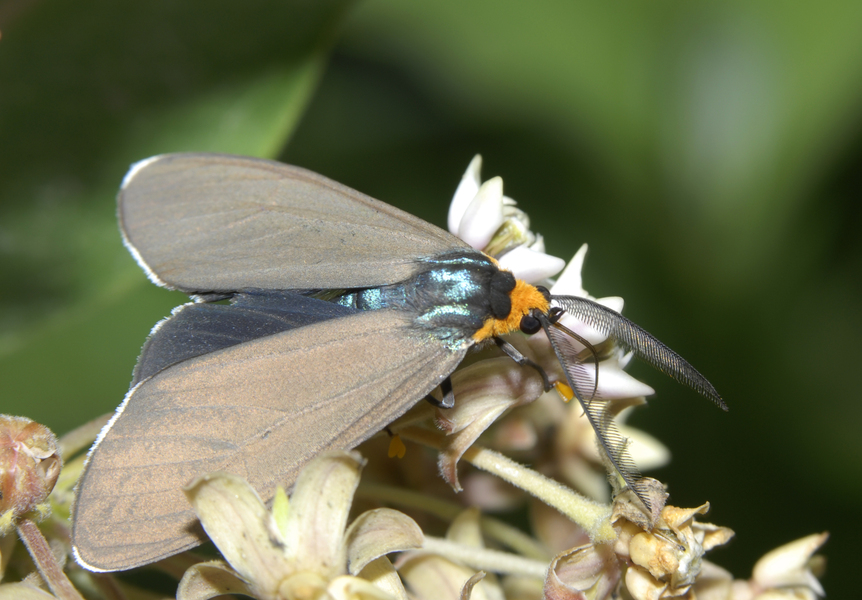 Noctuoidea