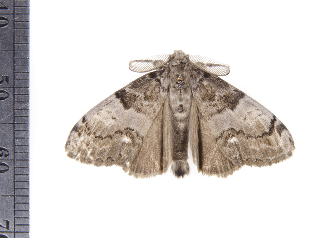 Photo of Orgyia leucostigma