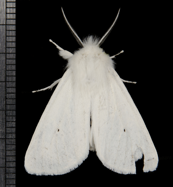 Spilosoma1009