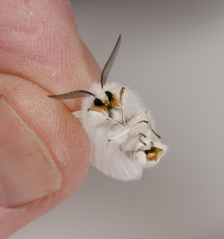 https://animaldiversity.org/collections/contributors/phil_myers/lepidoptera/Erebidae_Q-Z/Spilosoma8285/medium.jpg