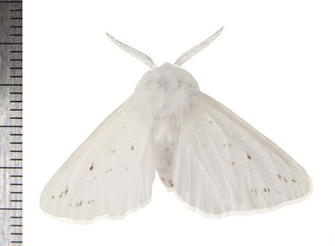 https://animaldiversity.org/collections/contributors/phil_myers/lepidoptera/Erebidae_Q-Z/Spilosoma8289/medium.jpg