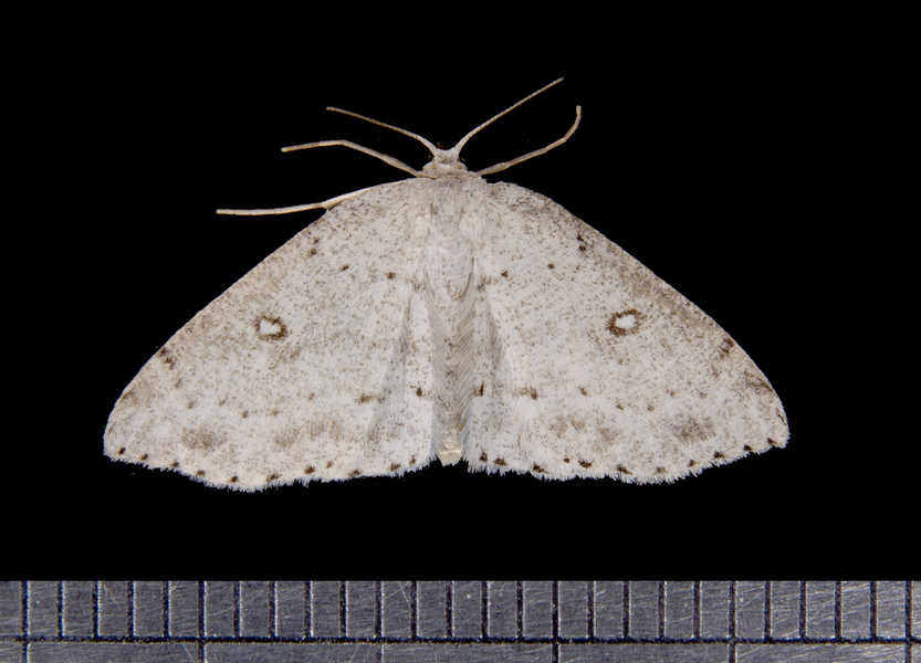 Cyclophora3553