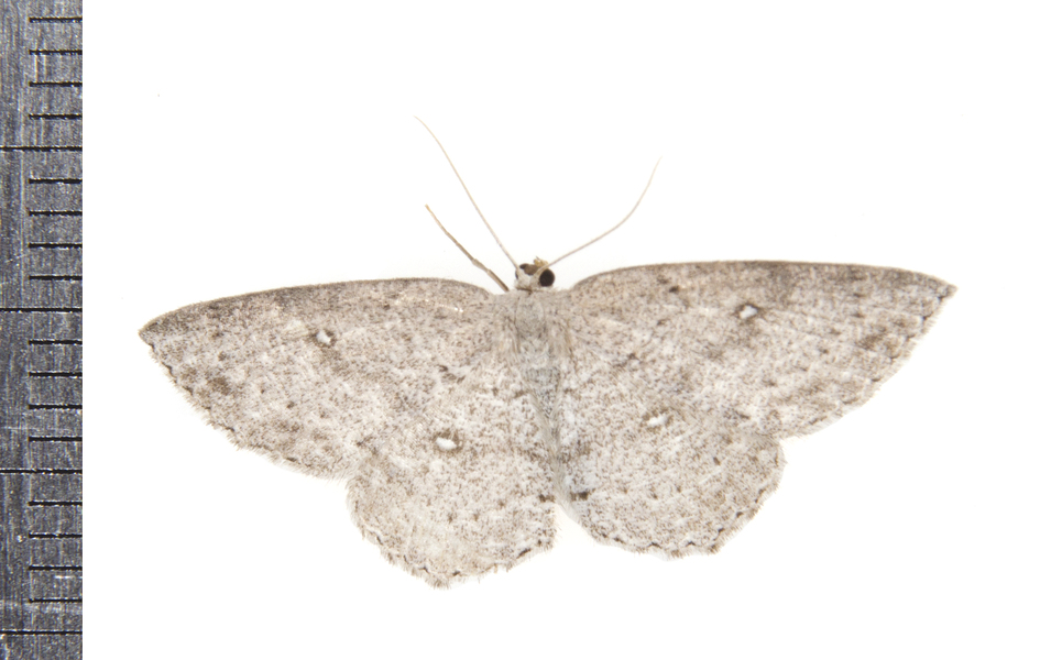 Cyclophora8125